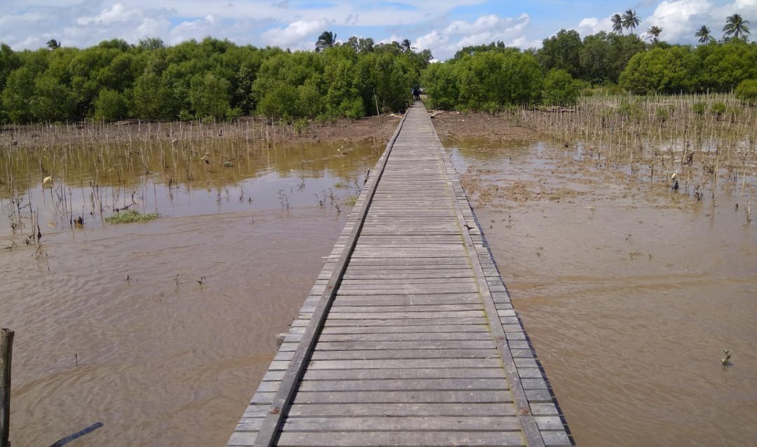 Desa Pagatan Besar Takisung Tanah Laut Lestarikan Mangrove Api-Api sehingga Bangun Ekowisata Pesisir