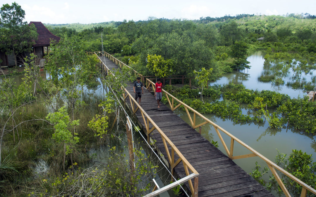 Desa Ujung Alang Cilacap Pulihkan Hutan Mangrove Rusak Jadi Wisata Edukasi Konservasi Segara Anakan