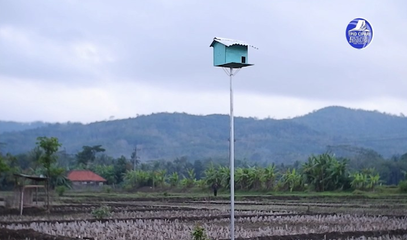 ID 00601: Kurangi Hama Tikus, Desa Cisuru Bangun Rumah Burung Hantu di Area Pertanian