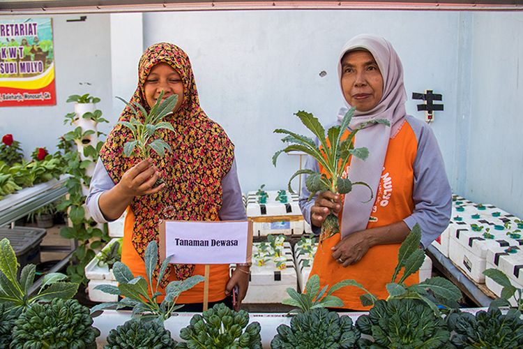 Desa Baleharjo Gunungkidul Kembangkan Hidroponik Wanita Tani Atasi Lahan Karst Tandus