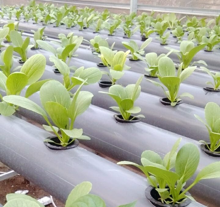 Desa Bontokaddopepe Takalar Kembangkan Hidroponik Bebas Pestisida sehingga Jadi Percontohan Pertanian Modern dan Genjot Pendapatan Petani