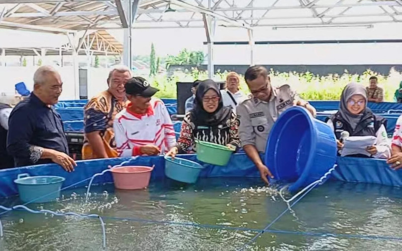 Koperasi Desa Merah Putih Wiradadi Terapkan Bioflok Nila dan Gerakkan Ekonomi Perikanan Desa di Kecamatan Sokaraja