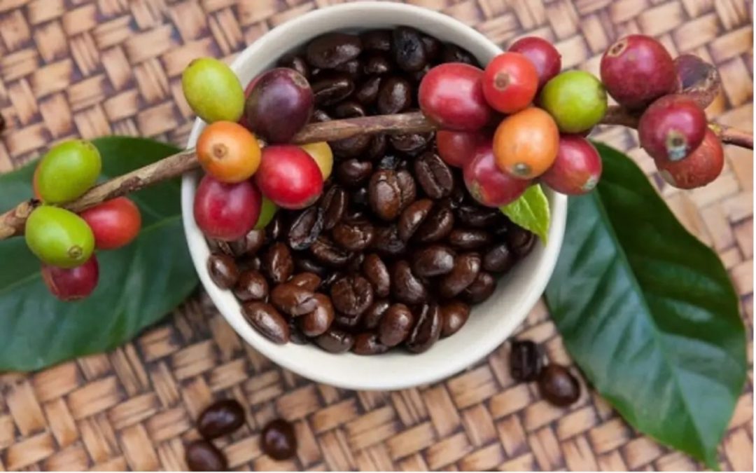 BUMDes Boya Peramba Mandiri Mengangkat Potensi Kopi Nupabomba Melalui Digitalisasi Layanan Keuangan Guna Meningkatkan Kesejahteraan Petani Donggala