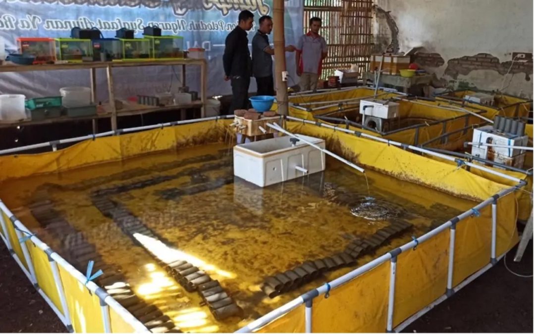 BUMDes Tangsil Kulon Bondowoso Kembangkan Budidaya Lobster Air Tawar Gerakkan Ekonomi Desa