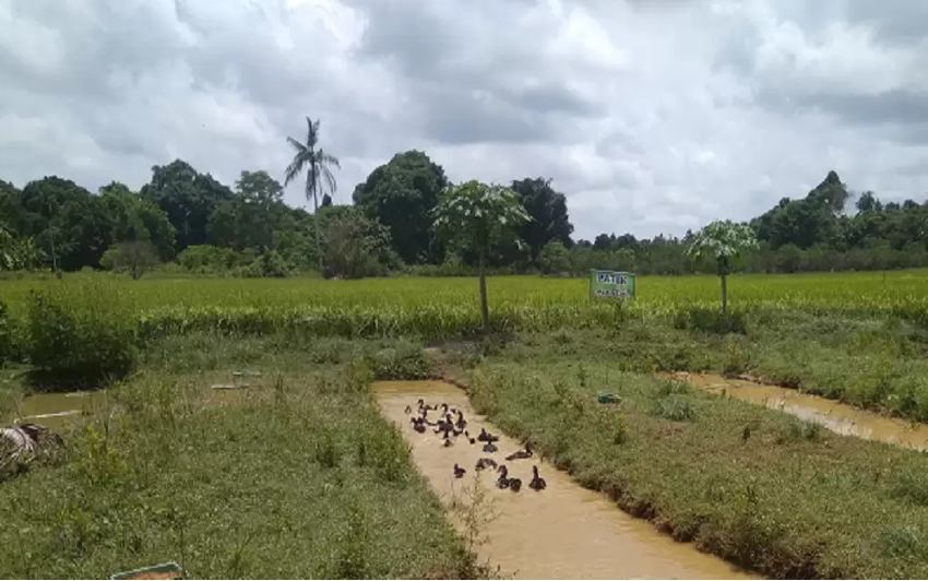 BUMDes Bakti Gambah Dalam Barat HSS Terapkan Sistem PATIK Organik Tingkatkan Penghasilan Petani