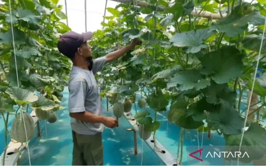 BUMDes Karya Maju Jambangan Magetan Kembangkan Wisata Petik Melon Hidroponik Jatera Agro