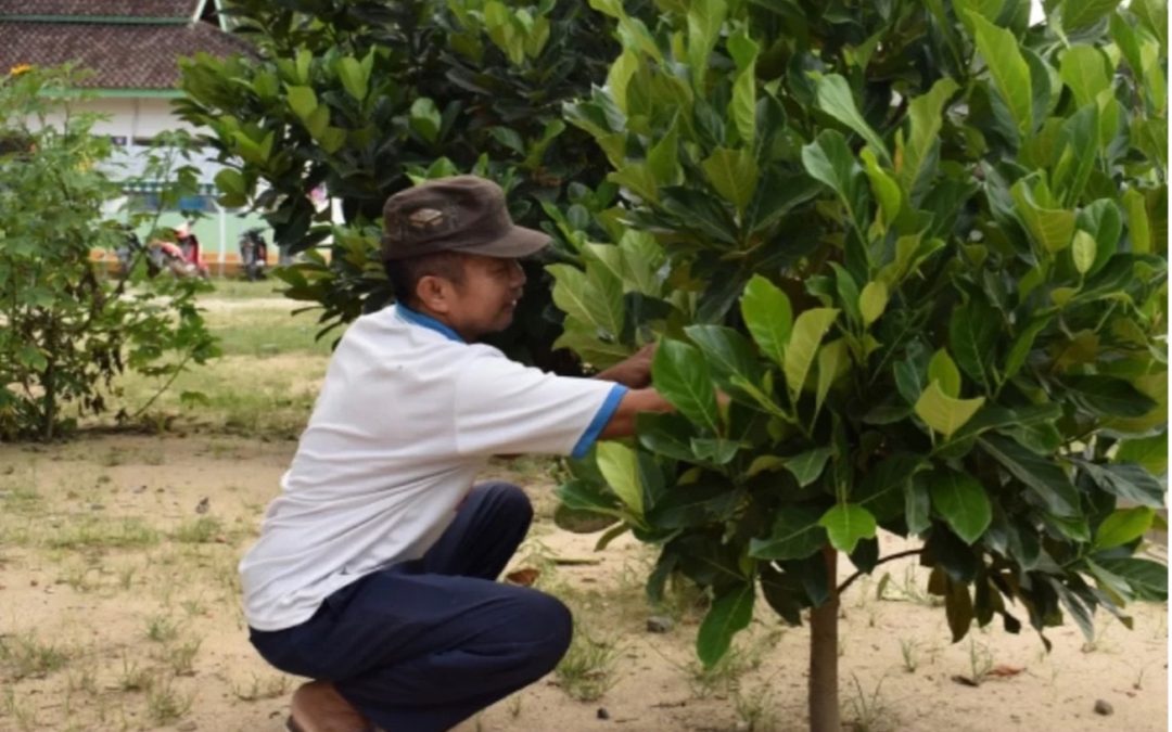 Desa Tiyuh Penumangan Baru Tanam Nangka Mini di Pekarangan untuk Pulihkan Pendapatan Petani Karet