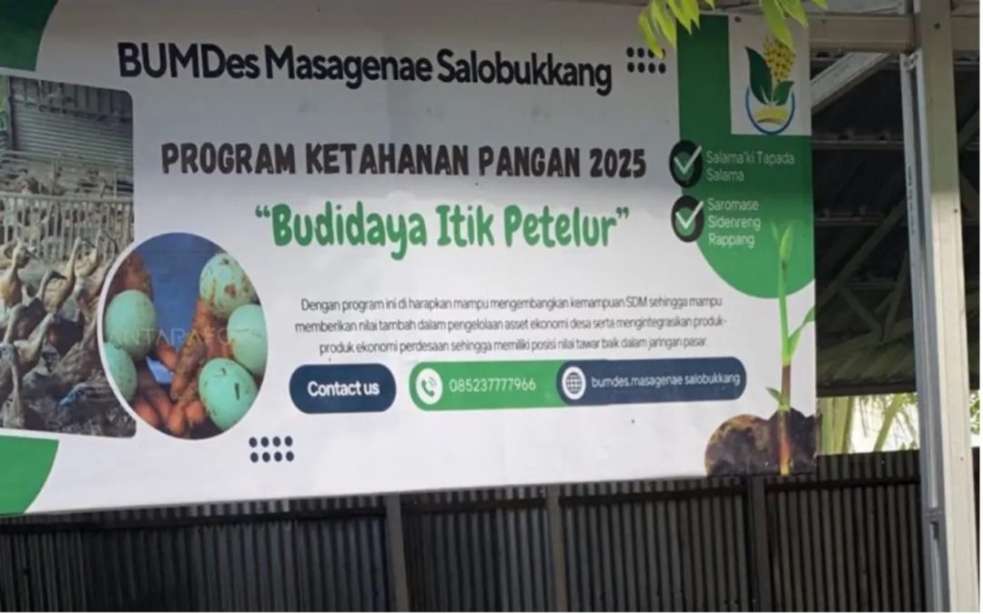 BUMDes Masagenae Desa Salobukkang Sidrap Kelola 500 Itik Petelur untuk Perkuat Ketahanan Pangan Desa