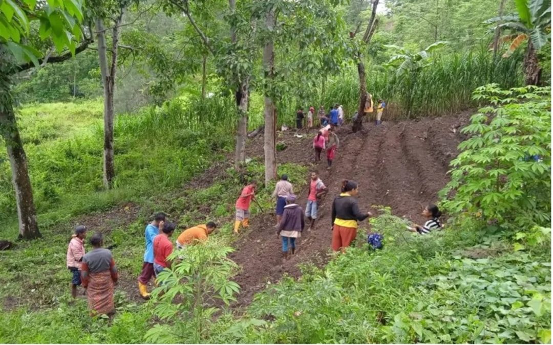 BUMDes Bubneo Desa Tune Timor Tengah Selatan Rintis Ketahanan Pangan dan Wisata Adat Demi Kemandirian Desa