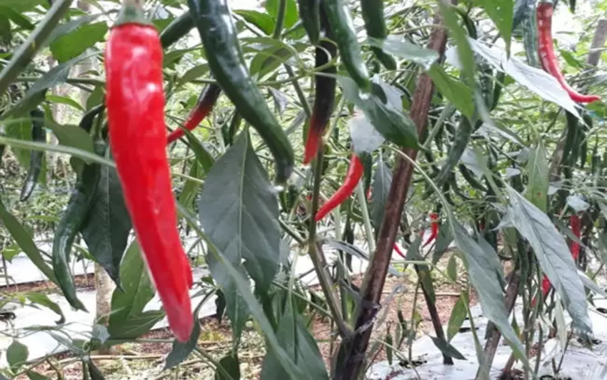 BUMDes Palugon Cilacap Produksi Pupuk Organik dari Kotoran Ternak dan Kembalikan Kejayaan Cabai Desa