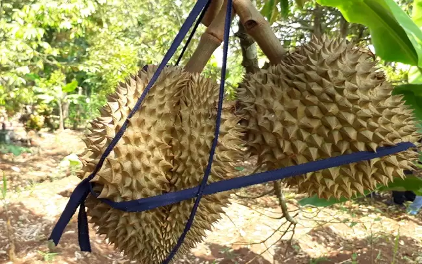BUMDes Limbangan Wanareja Cilacap Ubah Bekas Pemakaman Jadi Agrowisata Durian Montong Cane Penggerak Ekonomi Warga