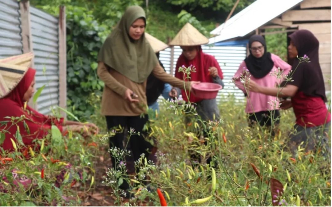 Kelompok Tani Muda Fakatoto Desa Lian Tasik Seram Bagian Timur Budidayakan Cabai dan Ciptakan Kemandirian Ekonomi Perempuan Muda